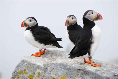 what other birds are similar to penguins